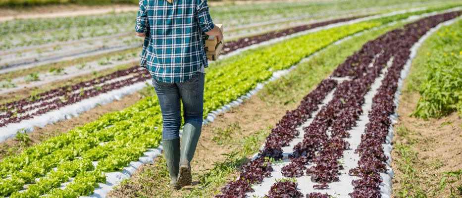 Finanziamenti per l’agricoltura 2018